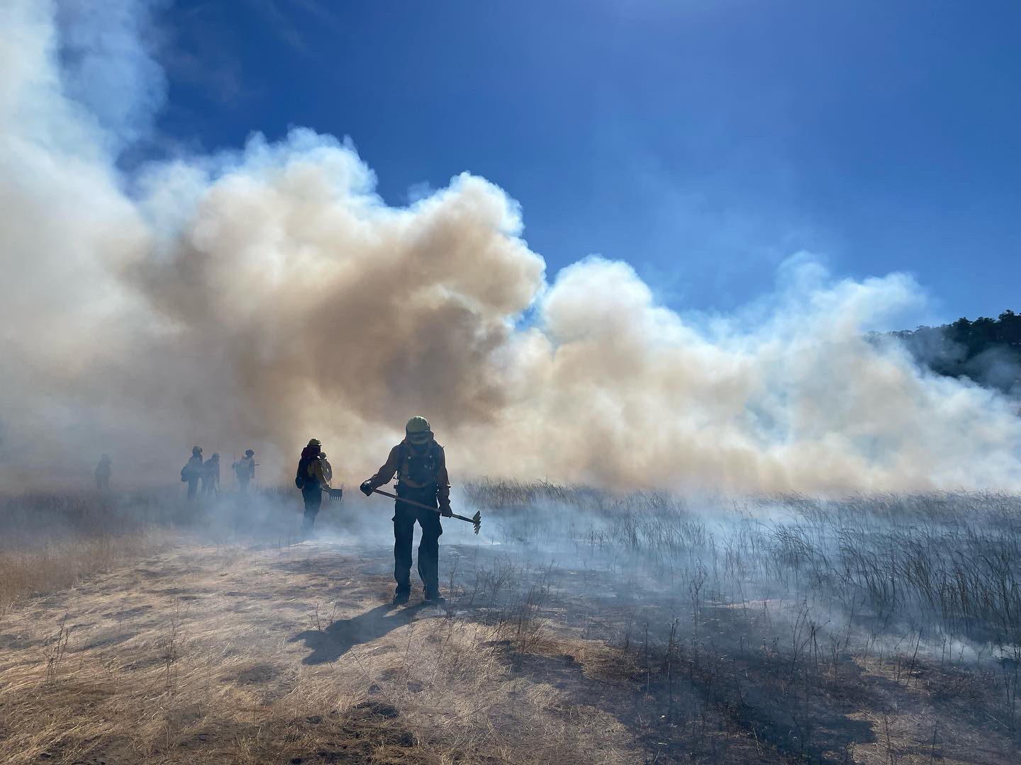 Harnessing the Power of Prescribed Fire: A Natural Approach to Combatting Invasive Plants